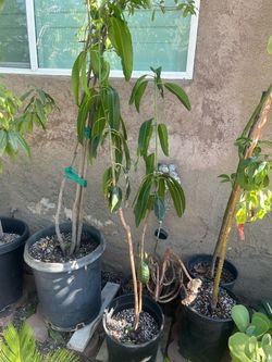 Arbol de Mango