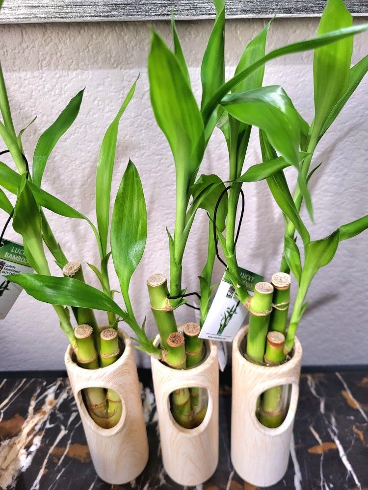 π Live Lucky Bamboo Plant 15" Tall In Wood Vase ~ Easy To Care ~ $11/Ea