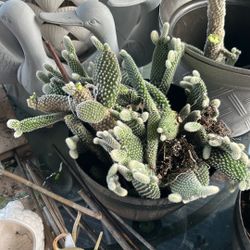 Mickey Mouse Succulents For Free 
