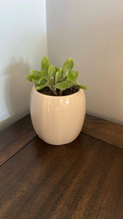 Live Houseplant, Crassula, Silver Dollar Plant, Ripple Jade in 4” Beige Ceramic Pot