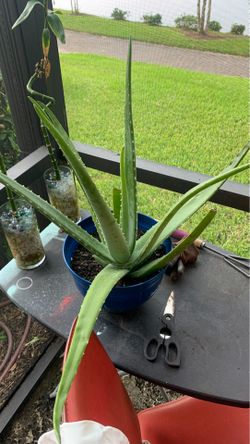 Aloe