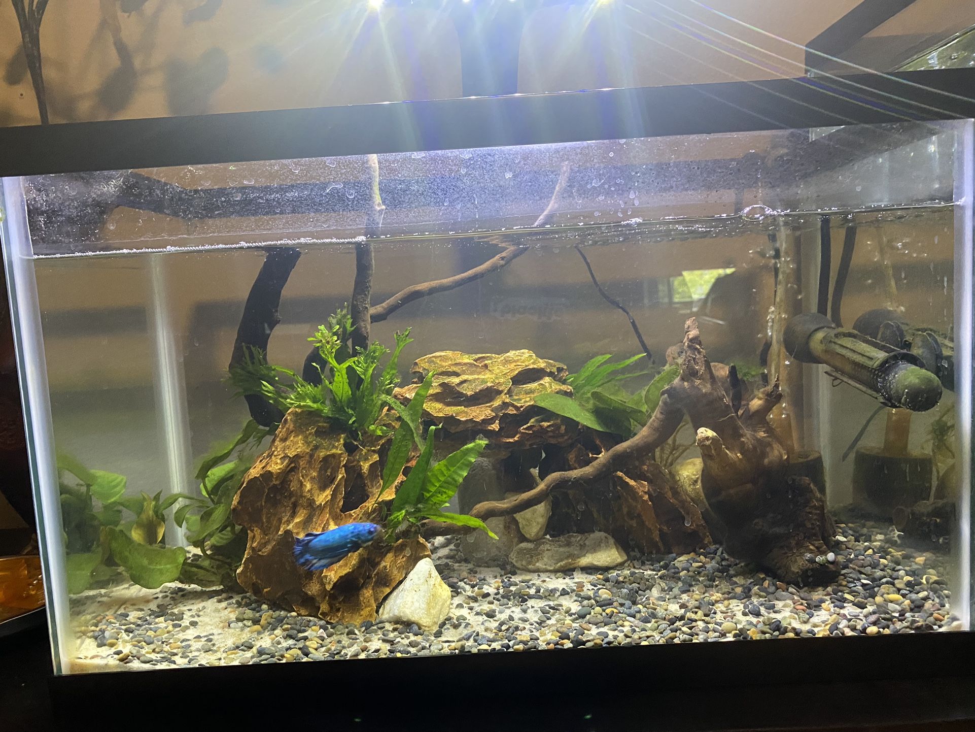 10 Gallons Fish Tank