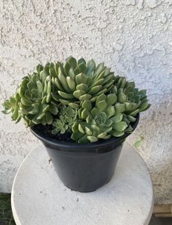 1.5 Gallon Pot Succulent Plant - Echeveria Chihuahuaensis - Cat’s Claw Echeveria - Rooted & Established Plant - Drought Resistant - 🪴