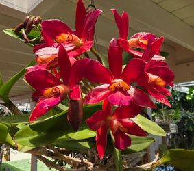 Orquideas. Orchids