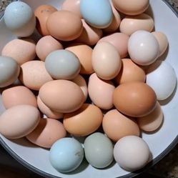 Organic Fresh Eggs