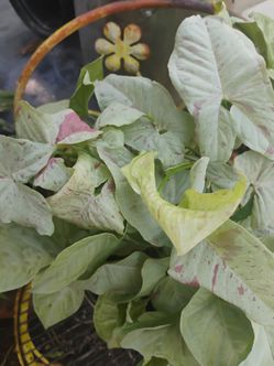 Syngonium milk 🎊 confetti plant