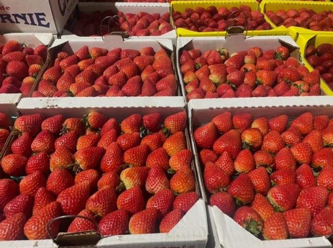 Freshly Picked Sweet Strawberries 