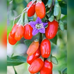 Going Berry  Dwarf Plant Fruiting  3gal
