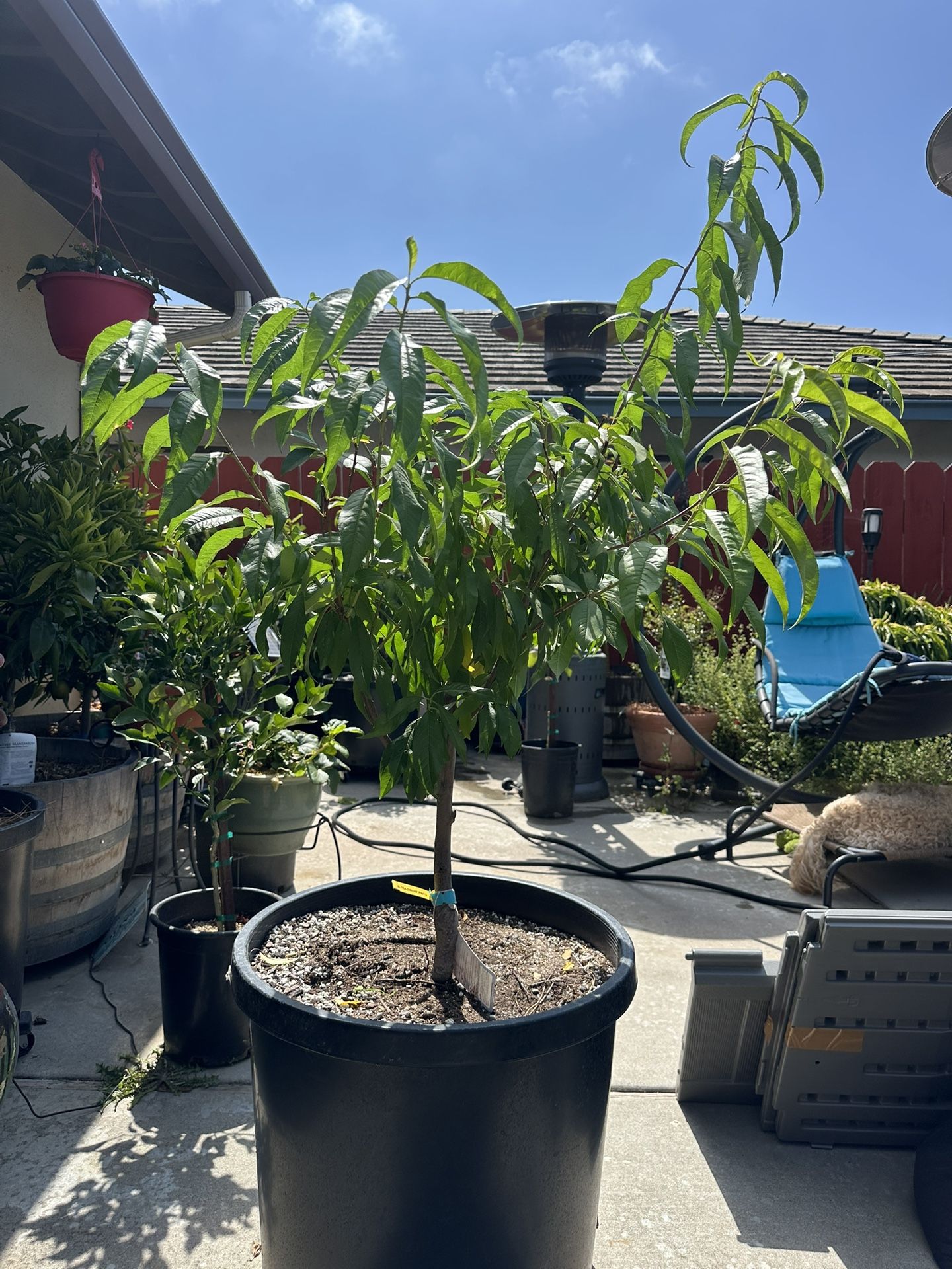 Ultra Dwarf (micro Dwarf) Donut Peach Tree - Healthy!
