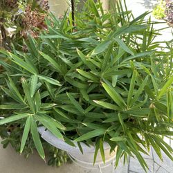 Dwarf Baby Bamboo in a Large Pot