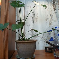 Medium Size Monstera Plant 