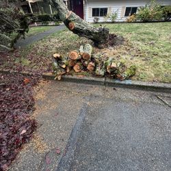 Free Fire Wood.   Out Front Cherry Tree