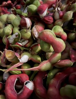 Guamuchiles