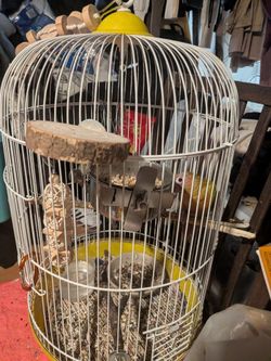 Bird cage for sell and accessories+ seeds