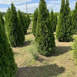 Privacy Tree Sale FREE DELIVERY! Emerald Green & Green Giants 