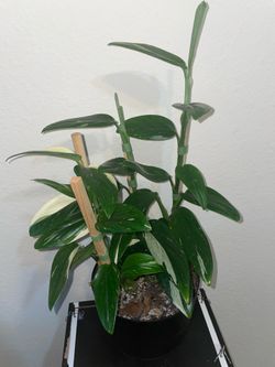 Monstera Cobra Standleyana (Albo)