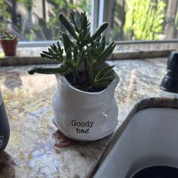 Cute Pot