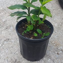 Cardimon  Plant 