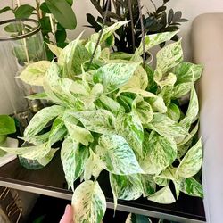 Lush Trailing Snow Queen Pothos Money Plant/ Indoor Plant/ House Plant flower patio garden