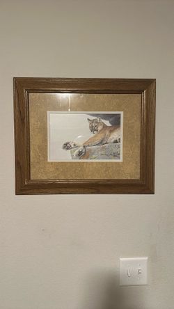 Mountain Lion Framed Print