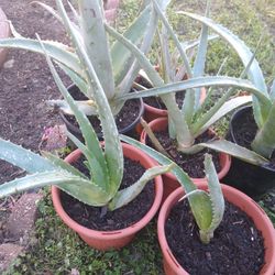 Savila / Alovera Planta