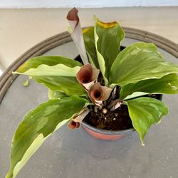 Peacock Ginger Plant Rooted In 6” Pot Tag #94