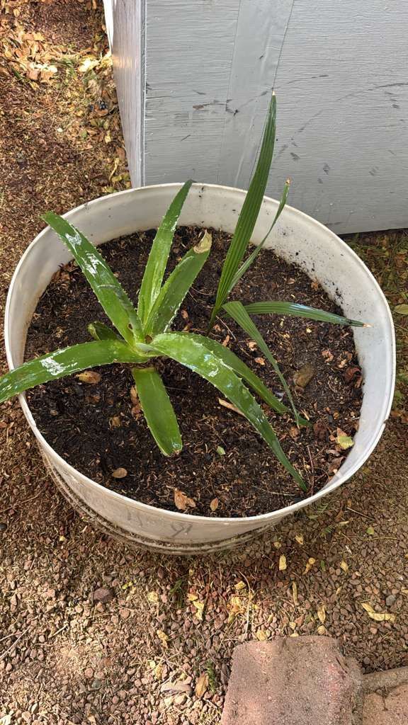 Aloe Vera Plant And Palm Tree Size 24” Asking $35 