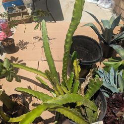 Dragonfruit Cuttings