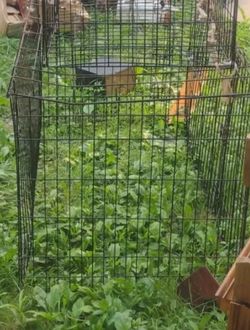 Dog cage $35 Obo