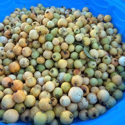 Fresh organic guavas