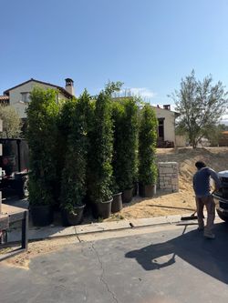Ficus Nitida