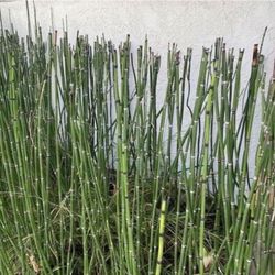 1.5 Gallon Pot - Horsetail Plant Equisetum - Mini Bamboo - About 15 Reeds Each 1.5 Gallon Pot Ranging from 12” to 40” tall. Rooted & Established 🪴