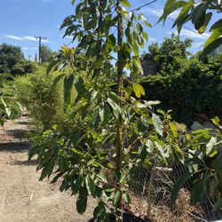 Avocado Tree