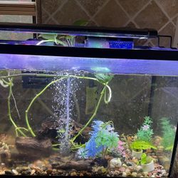 Ten Gallons Tank