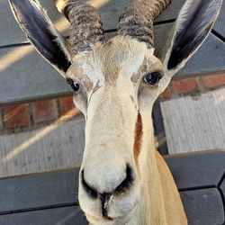 Cape Springbok Taxidermy Shoulder Mount