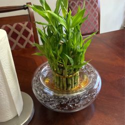 Lucky Bamboo 34 Plant Assorted Size