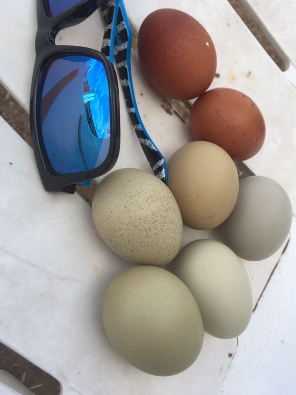 Chickens chicks fertile eggs hatching eggs etc. for Sale 