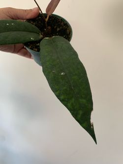 Hoya archiboldiana plants