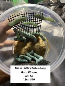 Reptile food hornworms