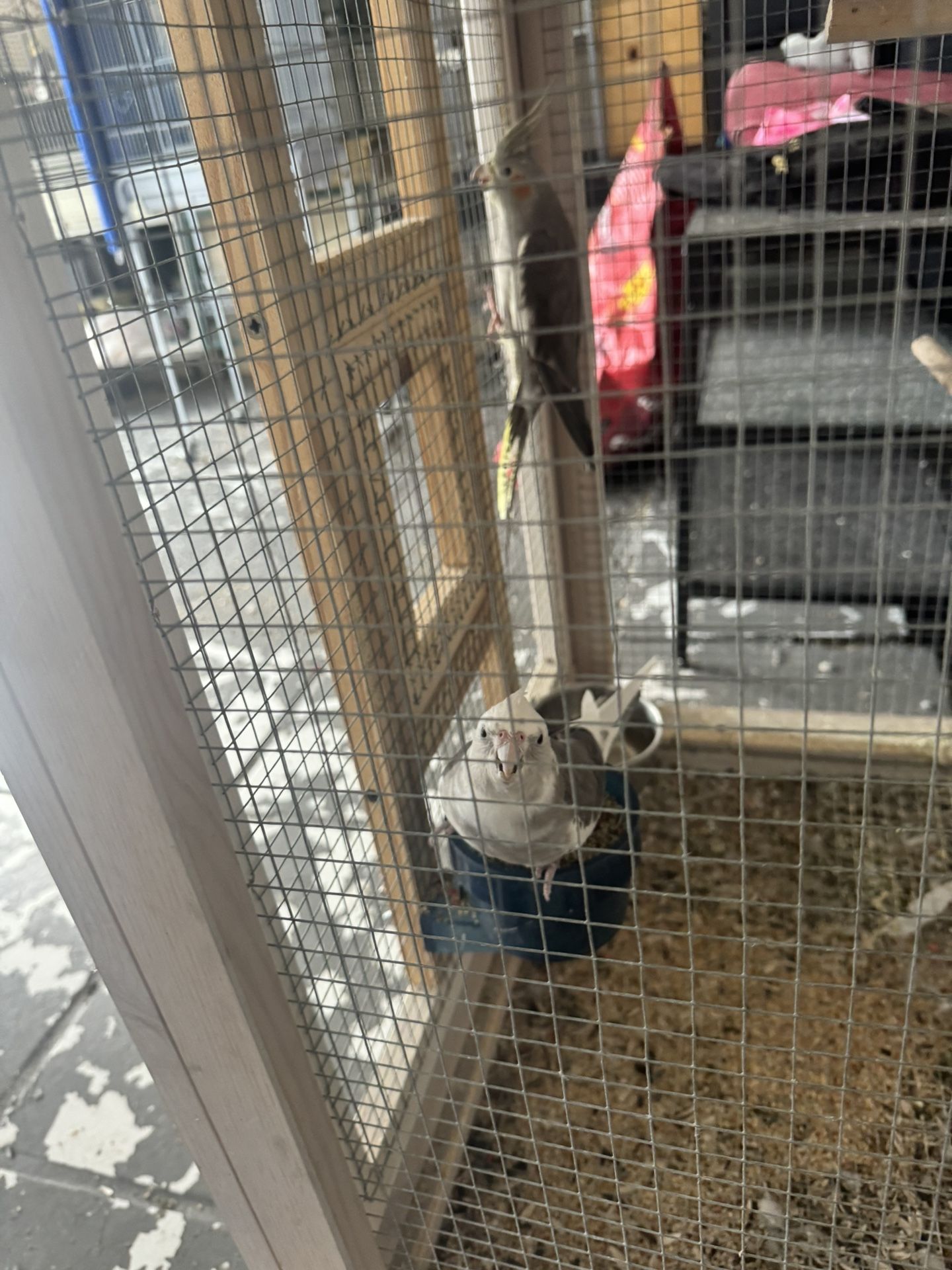 Birds Cages