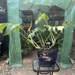 Various Types Of House Plants
