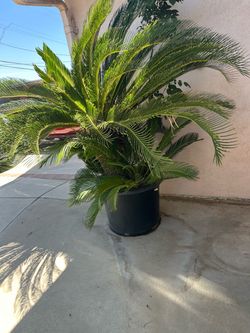 King sago palm