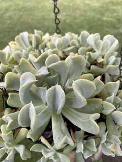 Succulent Plant