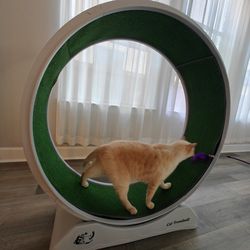 Cat running wheel, New