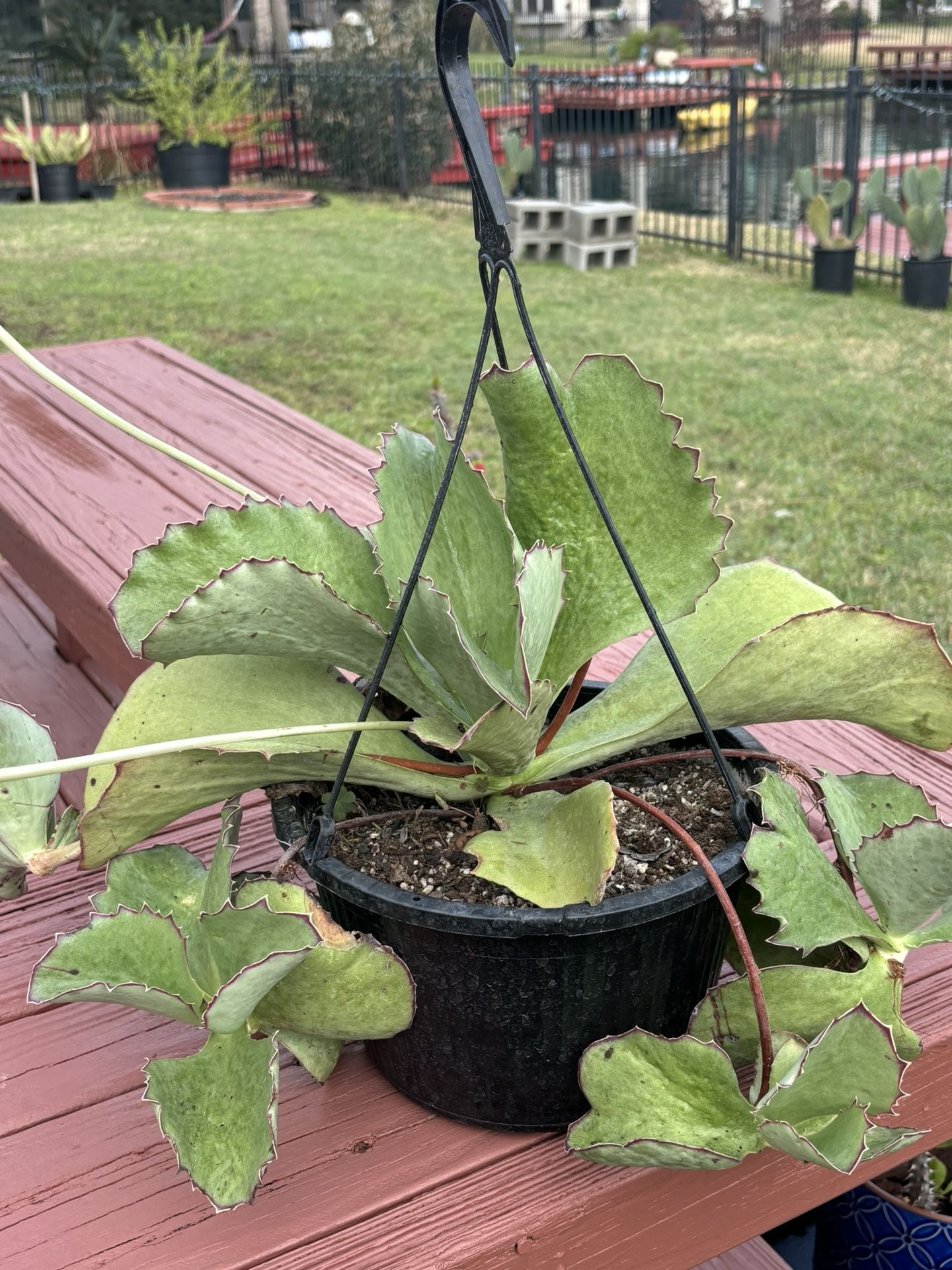 Walking Kalanchoe/ Big Thick Leaves Succulent