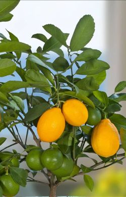 Meyer Lemon Tree