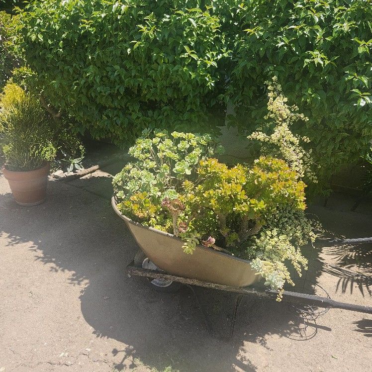 Wheel Burrow With Plants 