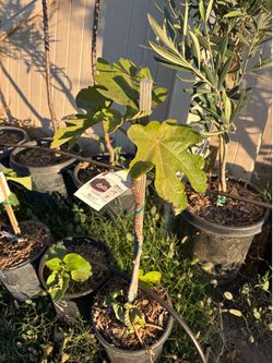 Black Mission Fig tree