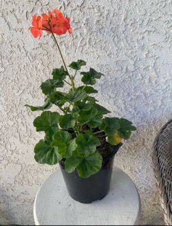 1.5 Gallon Pot - Horseshoe Geranium - Pelargonium Zonale - Indoor Outdoor Plant - Hot Pink Flowers - Stablished Plant - Drought Resistant - 🪴🌷🪴