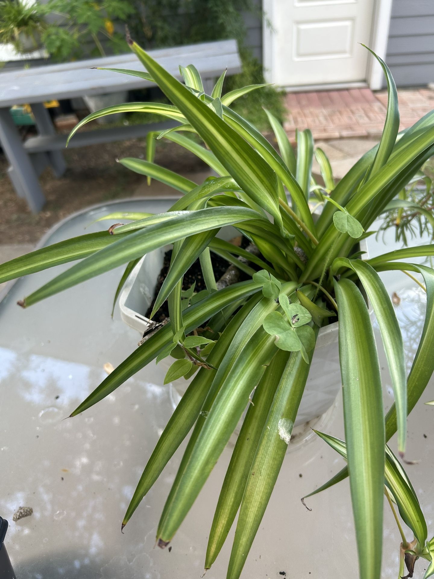 Plants
